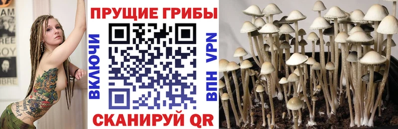Псилоцибиновые грибы Cubensis  Ростов 
